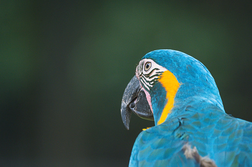 Close-up of a wild blue and yellow parrot on green nature background. Ultra high resolution image.