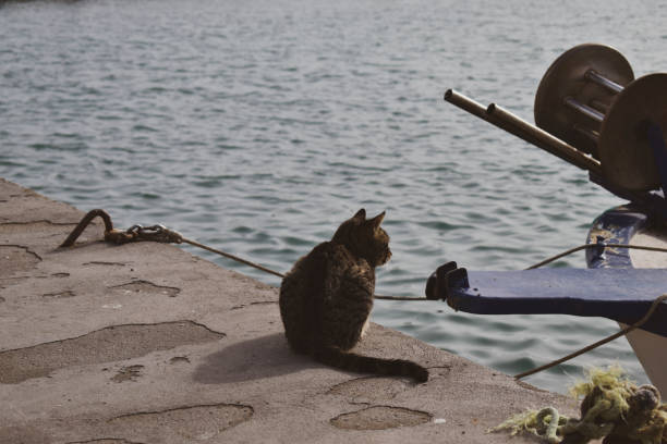 istock cat resting by the sea 1388200361