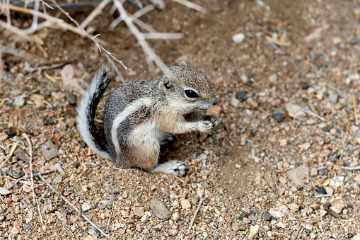 A small striped rodent which is omnivorous and forage on the ground.