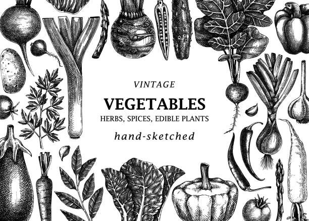 рисованная овощная рама - backgrounds lettuce agriculture botany stock illustrations
