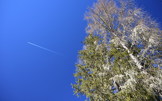An airliner flies over the woods of Val di Campo di Dentro near the town of Sesto Pusteria