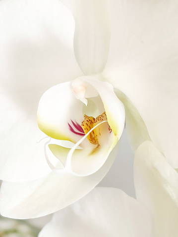 Pink speckled orchid flower growing in a pot. Close-up photo of a house plant.