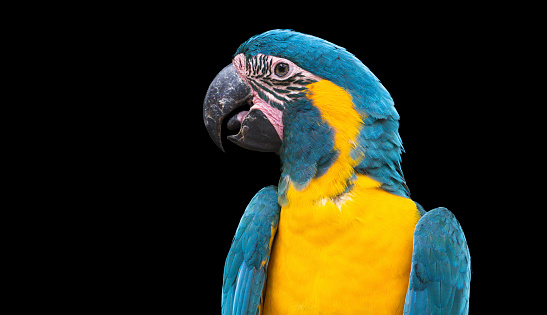 Close-up of a wild blue and yellow parrot on black background. Ultra high resolution image.