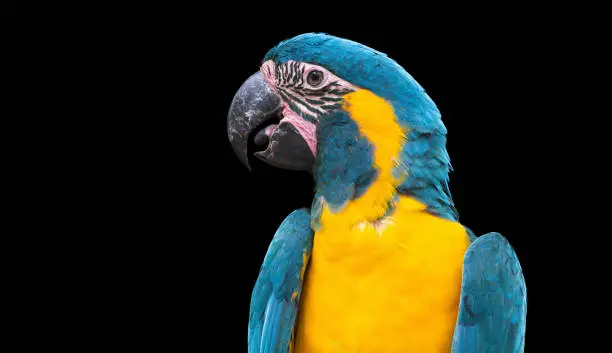 Photo of Blue and yellow macaw parrot