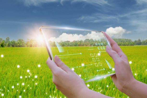 istock Business woman using smart tablet,rice fields production control,concept agricultural product control technology,with artificial intelligence to agriculture analysis food and marketing,with 5g network 1388201764