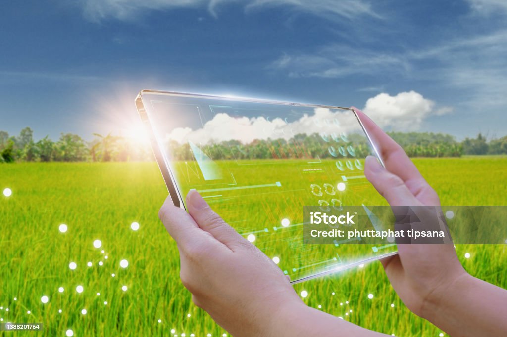Business woman using smart tablet,rice fields production control,concept agricultural product control technology,with artificial intelligence to agriculture analysis food and marketing,with 5g network Agriculture Stock Photo