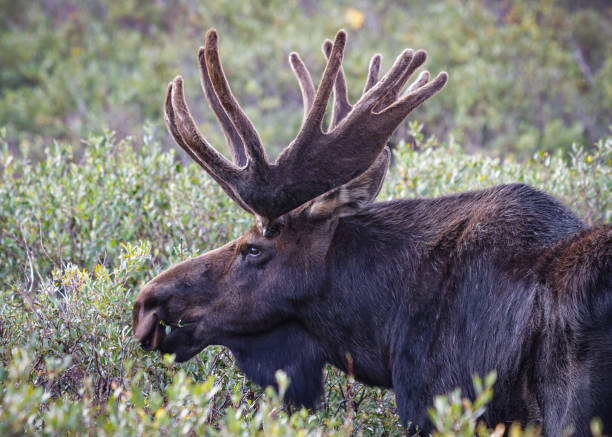 istock Bull Moose in the Colorado Rocky Mountains 1388202706