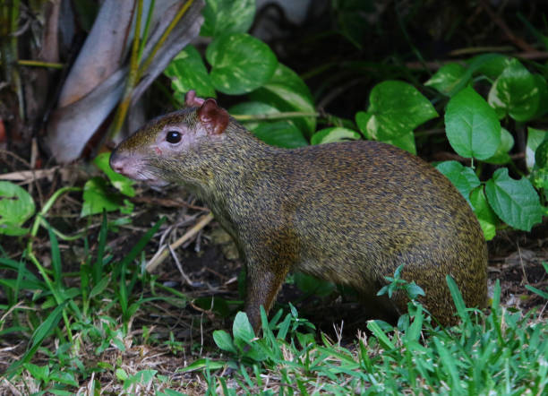 alerta agouti - agouti - fotografias e filmes do acervo