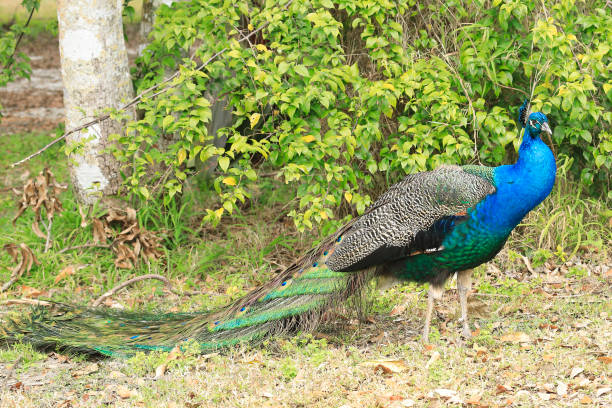 Peacock upright during mating season A local family kept chicken and peafowl.  After the family moved in 1986 and abandoned them, the peafowl (Pavo cristatus) thrived and now inhabit neighborhoods of north Cape Canaveral, Brevard County, Florida.  These are the national bird of India. michael stephen wills texture stock pictures, royalty-free photos & images