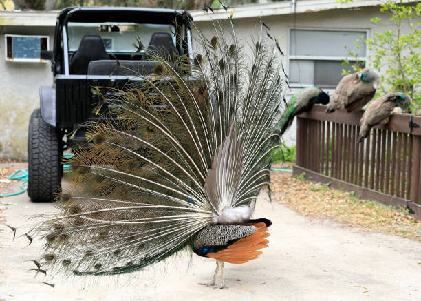 Peacock Mating Display (Peafowl), Rear View A local family kept chicken and peafowl.  After the family moved in 1986 and abandoned them, the peafowl (Pavo cristatus) thrived and now inhabit neighborhoods of north Cape Canaveral, Brevard County, Florida.  These are the national bird of India. michael stephen wills texture stock pictures, royalty-free photos & images