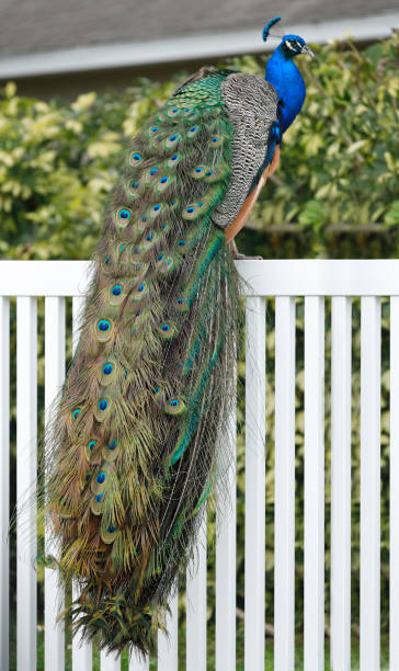 Peacock Train (Peafowl) while sitting on high perch during mating season A local family kept chicken and peafowl.  After the family moved in 1986 and abandoned them, the peafowl (Pavo cristatus) thrived and now inhabit neighborhoods of north Cape Canaveral, Brevard County, Florida.  These are the national bird of India. michael stephen wills texture stock pictures, royalty-free photos & images