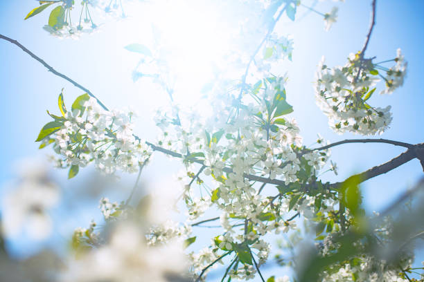 istock Springtime. Flowering peach branch on blue sky background. Abstract blurred background. Beautiful nature scene with blooming tree and sun. 1388204229