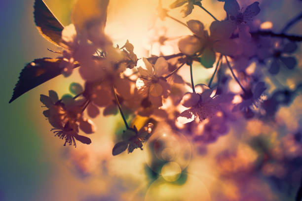 istock Springtime. Flowering peach branch on blue sky background. Abstract blurred background. Beautiful nature scene with blooming tree and sun. 1388204243
