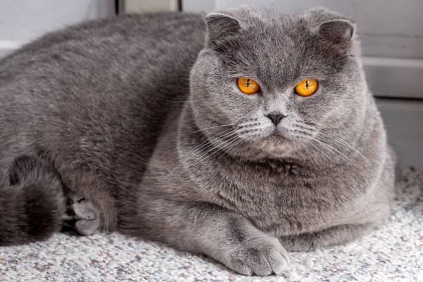 istock Shorthair Scottish Fold Kitten 1388204550