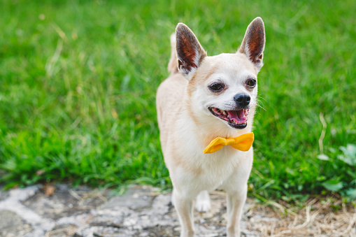 Chihuahua with Yellow Bow tie posing