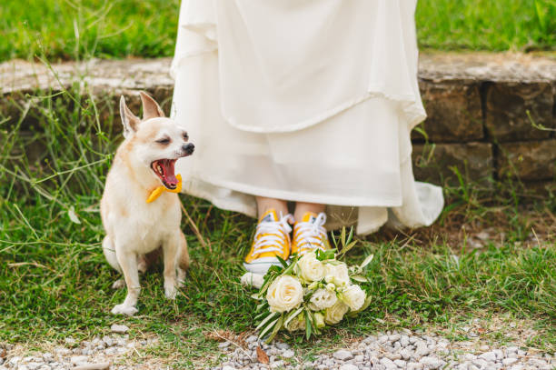 chihuahua bâillant avec nœud papillon jaune par la mariée - chihuahua dog pets yawning photos et images de collection