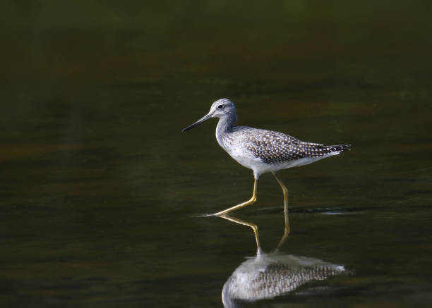 Greater or Lesser Yellowlegs (tringa melanoleuca or tringa flavipes) wading in shallow water Greater or Lesser Yellowlegs (tringa melanoleuca or tringa flavipes) wading in shallow water green sandpiper tringa ochropus stock pictures, royalty-free photos & images