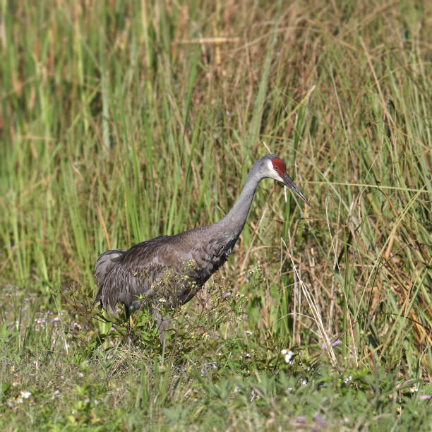 istock Sandhill Crane (grus canadensis) foraging in the grass 1388210028