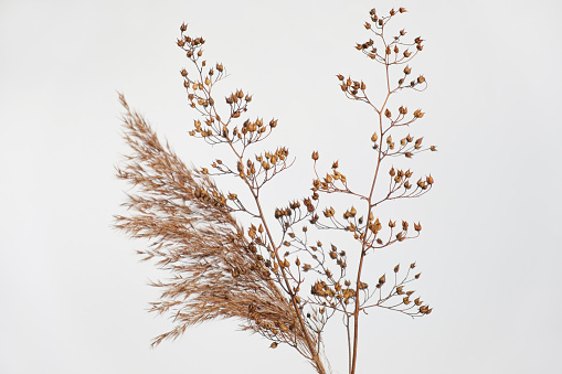 Dry grass close up. Selective focus. Beautiful withered plants on white. Creamy colour dried grass on white. Abstract brown flowers, herbs. Pastel natutral colors. Neutral Earth tones. Pampas, seeds.