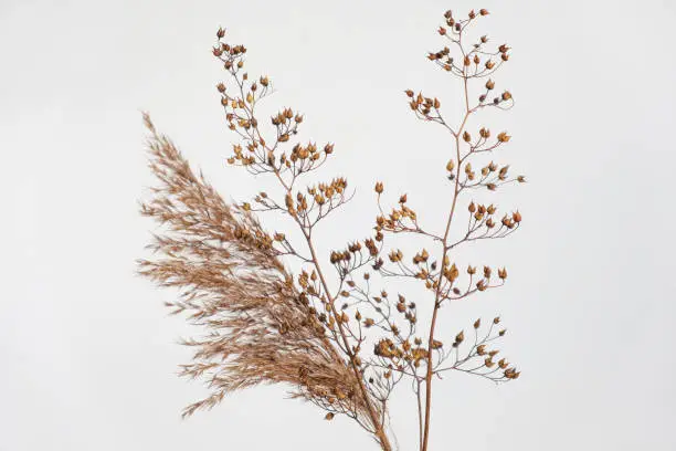 Photo of Dry grass close up. Selective focus. Beautiful withered plants on white. Creamy colour dried grass on white. Abstract brown flowers, herbs. Pastel natutral colors. Neutral Earth tones. Pampas, seeds.