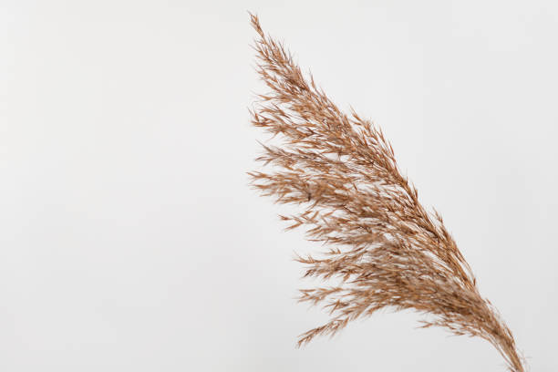 istock Dry grass close up. Selective focus. Beautiful withered plants on white. Creamy colour dried grass on white. Abstract brown flowers, herbs. Pastel natutral colors. Neutral Earth tones. Pampas, seeds. 1388210352