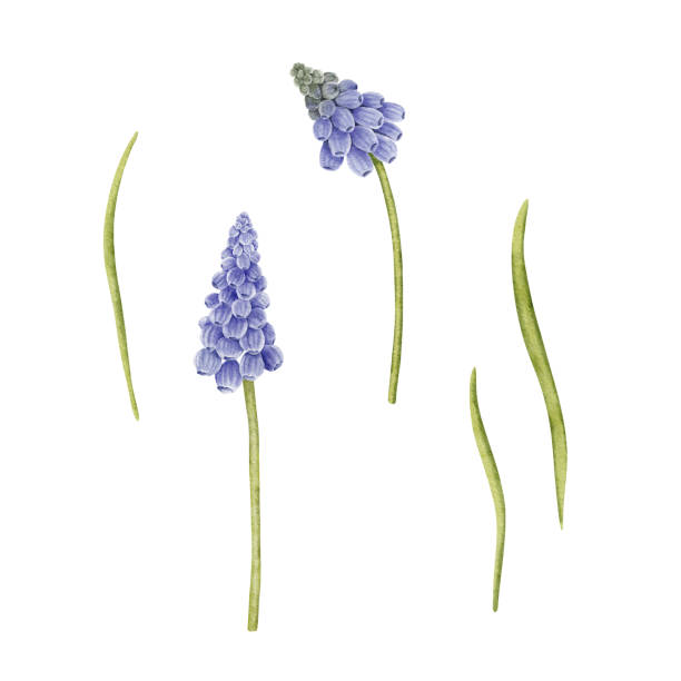 Watercolor spring muscari flower Watercolor muscari flower. Botanical spring blossom. Hand painted floral arrangement for wedding invitation and card making. grape hyacinth stock illustrations