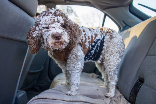 dog covered in snow standing in car backseat stock photo