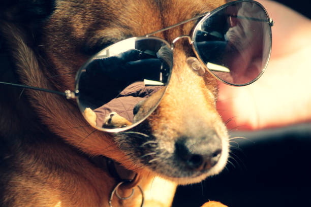 istock Small dog in sunglasses 1388215183