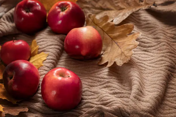 Autumnal flaylay composition with red ripe apples and dry oak leaves scattered on textile background