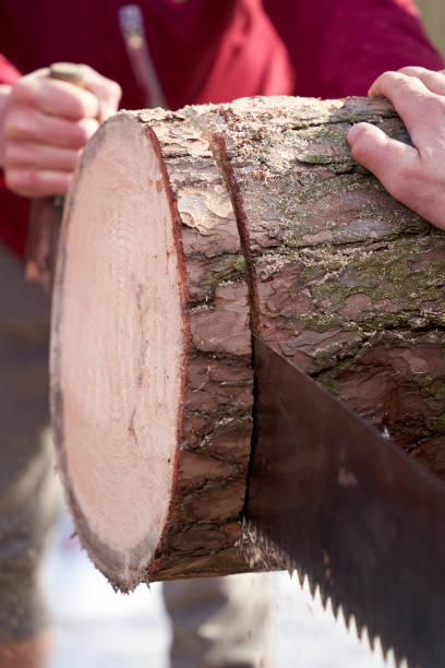 istock sawing logs with a hand saw close-up 1388217185