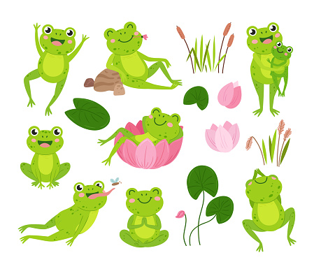 Cartoon frogs. Green frog on pond hold tadpole, water toad rest in flower. Wild lily or lotus leaves, aquatic vector animal in nature. Illustration of frog in pond, tadpole and cartoon amphibian