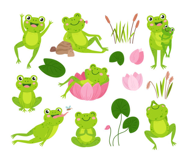 Cartoon frogs. Green frog on pond hold tadpole, cute water toad rest in flower. Wild lily or lotus leaves, isolated neoteric aquatic vector animal in nature Cartoon frogs. Green frog on pond hold tadpole, water toad rest in flower. Wild lily or lotus leaves, aquatic vector animal in nature. Illustration of frog in pond, tadpole and cartoon amphibian frog stock illustrations