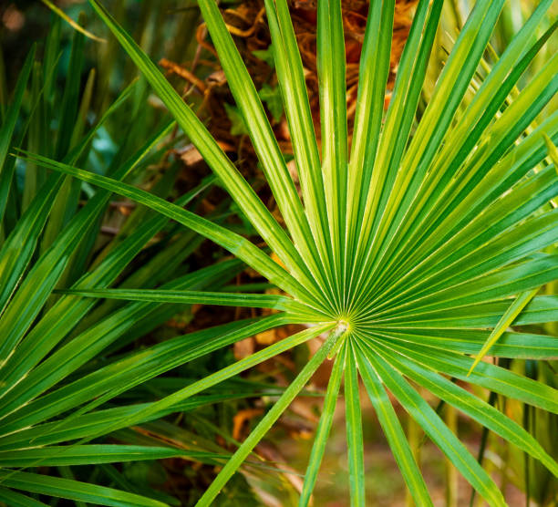 Palm Leaves detail, for background.