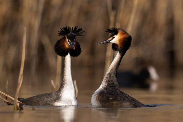 Great crested grebe birds Podiceps cristatus mating ritual in wetland natural habitat Great crested grebe birds Podiceps cristatus mating ritual in wetland natural habitat. great crested grebe stock pictures, royalty-free photos & images
