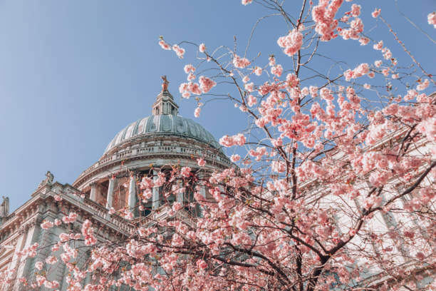 istock St. Paul's Cathedral with pink cherry blossoms trees during Spring time in London, UK 1388222188