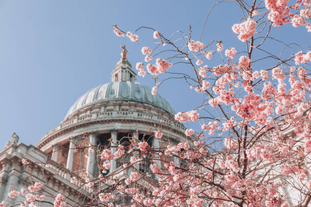 catedral de são paulo com flores de cerejeira rosas árvores durante a primavera em londres, reino unido - catedral de são paulo londres - fotografias e filmes do acervo