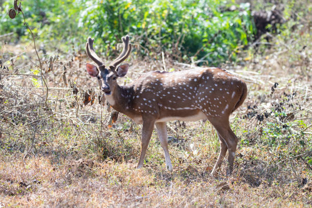 istock spotted deer or chital or axis deer standing in a forest 1388223989