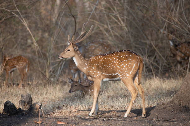 istock spotted deer or chital or axis deer standing in a forest 1388224008