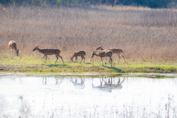 istock spotted deer or chital or axis deer taking rest in a forest 1388224009