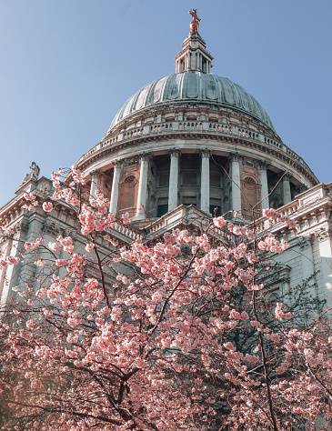 The famous and iconic dome of St Pauls Cathedral with cherry Blossom flower tree during Springtime on a sunny day with a clear blue sky. The cathedral was designed by Sir Christopher Wren