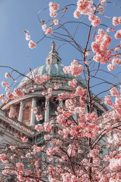 istock St. Paul's Cathedral with pink cherry blossoms trees during Spring time in London, UK 1388224013