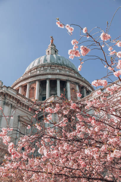 istock St. Paul's Cathedral with pink cherry blossoms trees during Spring time in London, UK 1388224027