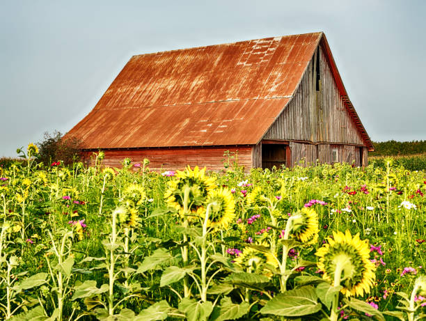 istock Sunflower And Barn On Oregon Farm 1388224096