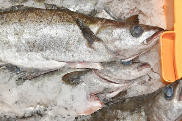 fish in market stock photo