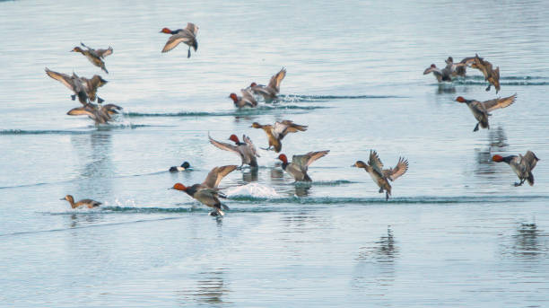 canards roux atterrissant sur l’eau - fuligule a tete rouge photos et images de collection