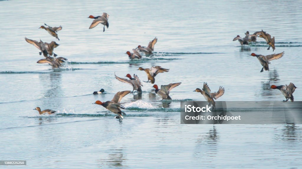 Redhead Ducks Landing On Water Redhead group landing on water in Toronto, Ontario, Canada Lake Ontario Stock Photo