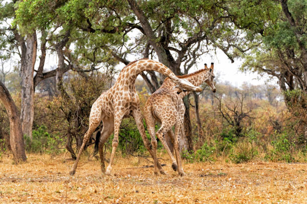 Giraffe males fighting in Kruger National Park stock photo