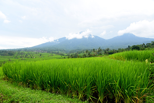 Rice terrace at Babahan village in Tabanan regency of Bali Indonesia,with water irrigation and palm trees