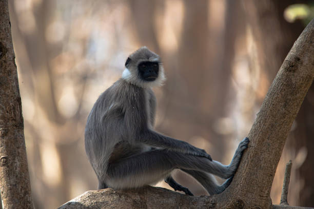 Gray langur or Hanuman langur or Hanuman monkey sitting in a tree