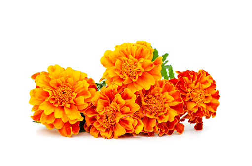 Many orange flowers isolated on a white background.